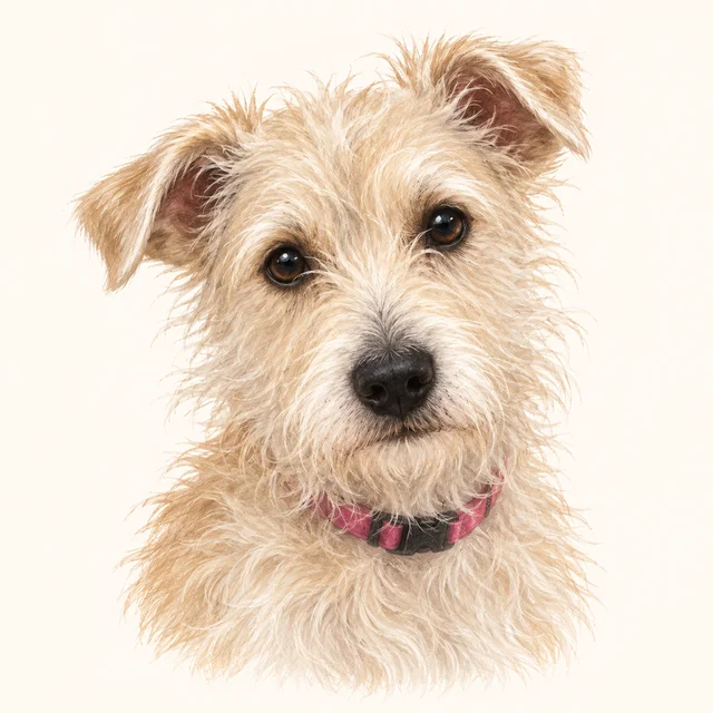 Moxy, with a pale wiry coat, shaggy muzzle, and black nose