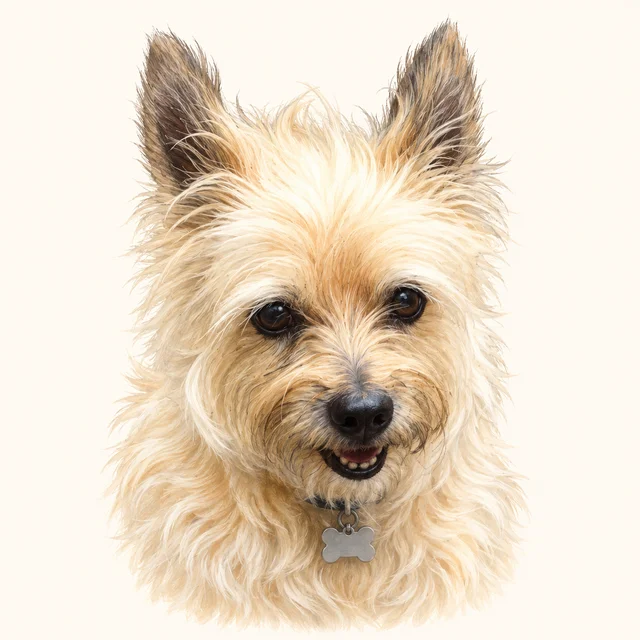 Tucker, with a shaggy cream coat and upright ears with darker tips